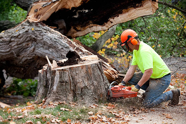 Best Tree Preservation Services  in USA